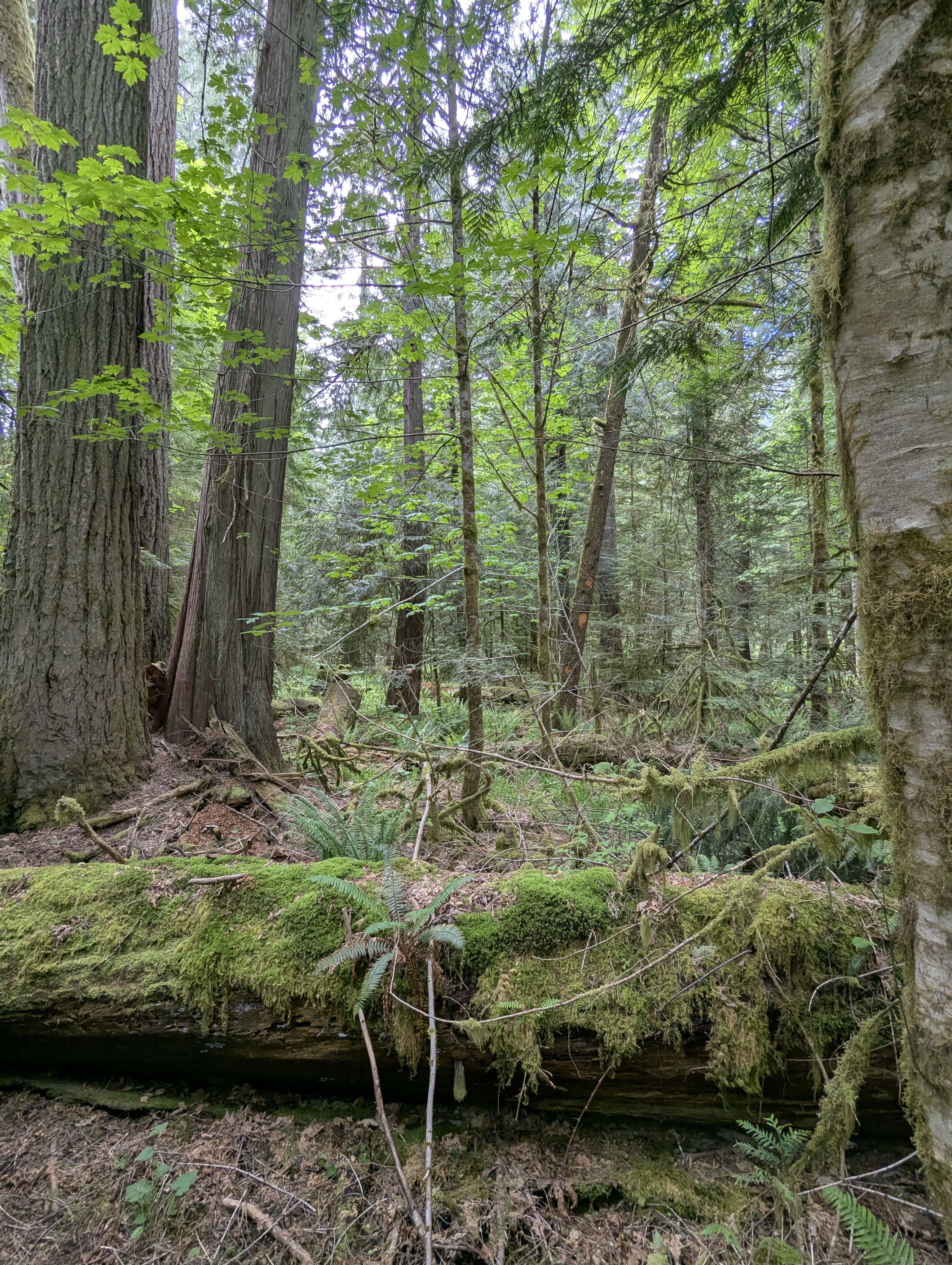 Birthday Trip to Canada, Cathedral Grove, Vancouver Island